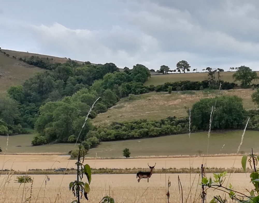 Guided Trail Run Bloom Labs